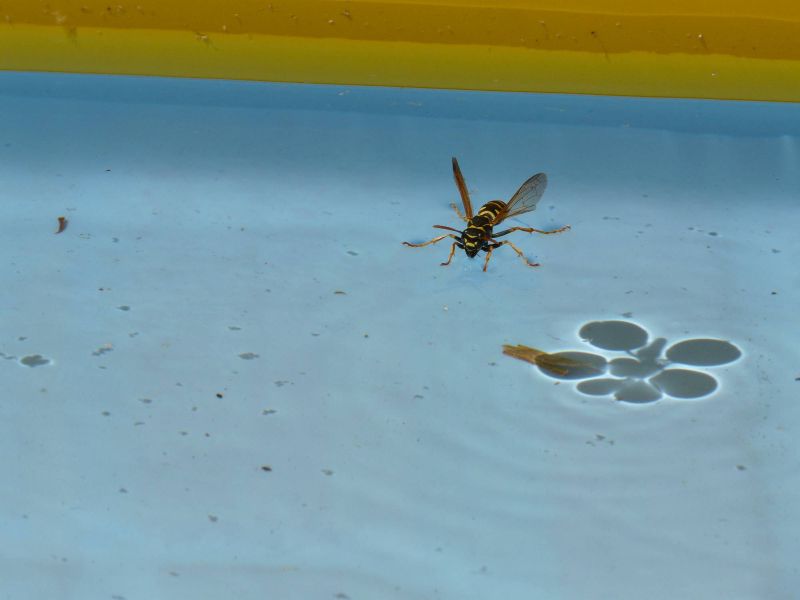 Floating wasp