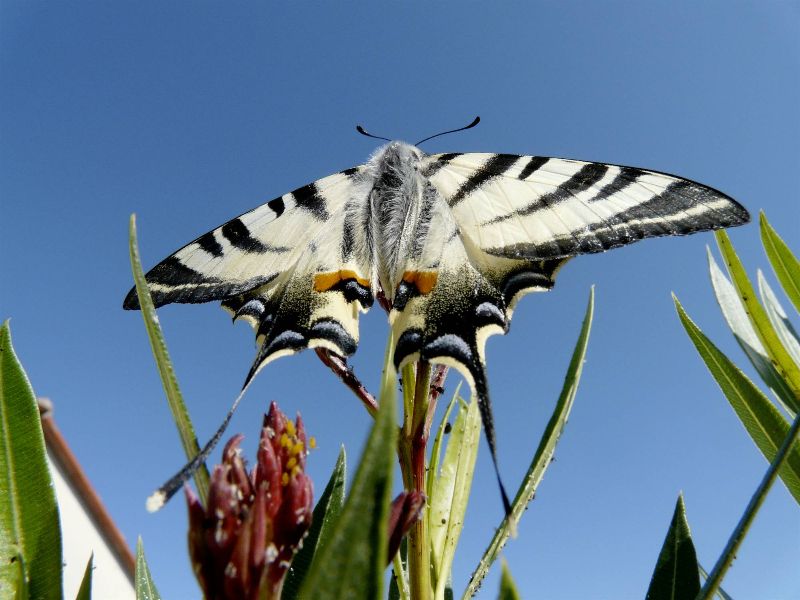 Natural plane